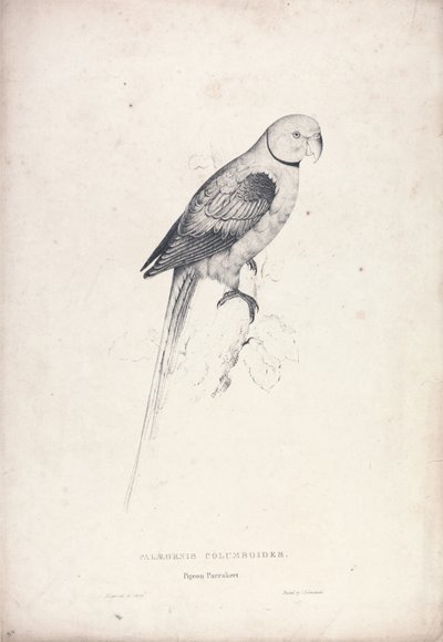 Palaeornia Columbiodes / Pigeon Parrakeet (Plate 31) by Edward Lear