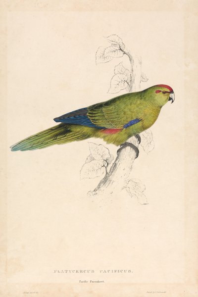 Pacific Parrakeet (Plate 26) by Edward Lear