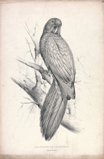 Tabuan Parrakeet (Plate 16) by Edward Lear