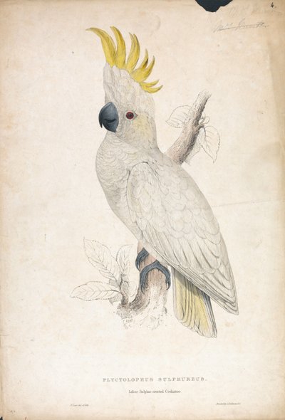 Lesser Sulphur-crested Cockatoo (Plate 4) by Edward Lear