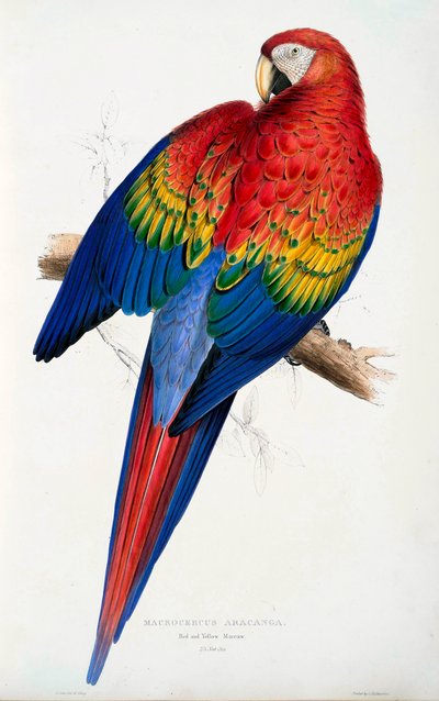 Red and Yellow Macaw Macrocercus Aracanga by Edward Lear