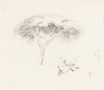 Umbrella Pine and Other Studies by Edward Lear