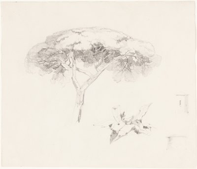 Umbrella Pine and Other Studies by Edward Lear