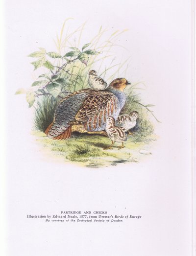Partridge and chicks, Nature in Britain published by Collins by Edward Neale