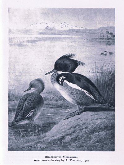 Red Breasted Merganser, Nature in Britain published by Collins by Edward Neale