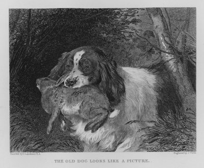 The Old Dog Looks Like a Picture by Edwin (after) Landseer