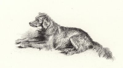 A Setter Dog by Edwin Landseer