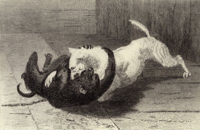 Dog Fighting with Monkey by Edwin Landseer