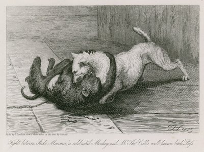 Fight between Jacco Macacco, a celebrated monkey, and Mr Thomas Cubb