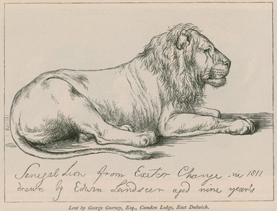 Senegal Lion from Exeter Change by Edwin Landseer