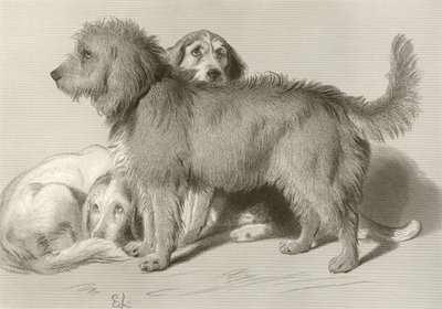 The Three Dogs by Edwin Landseer