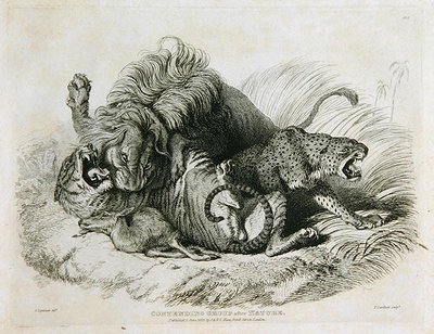 Contending Group after Nature, plate 6 from Twenty Engravings of Lions, Tigers, Panthers & Leopards... engraved by Thomas Landseer, 1823 by Edwin after Landseer