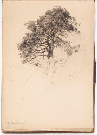 Top of a Pine, Page from Järnefelt