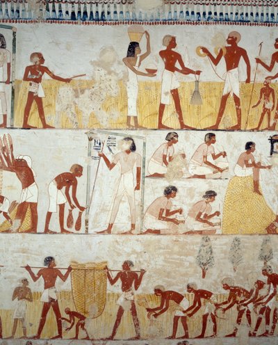 Harvesting crop, threshing and winnowing of grain, (detail) from frescoes in vestibule of Tomb of Menna, Sheikh Abd el Qurnah Necropolis, Luxor, Thebes by Egyptian 18th Dynasty