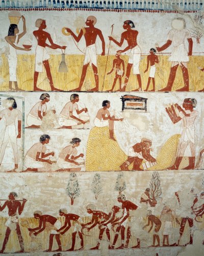 Harvesting Crop, Threshing and Winnowing of Grain (detail) by Egyptian 18th Dynasty