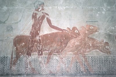 Cattle fording a canal in the Mastaba Chapel of Ti, Old Kingdom by Egyptian 5th Dynasty