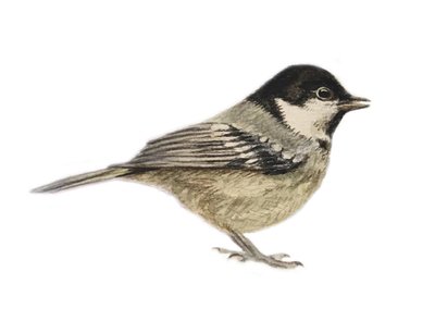 Coal Tit, 2019 by Eleanor Grafton