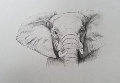 Elephant, 2011 by Eleanor Grafton