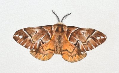 Kentish Glory Moth, 2023 by Eleanor Grafton