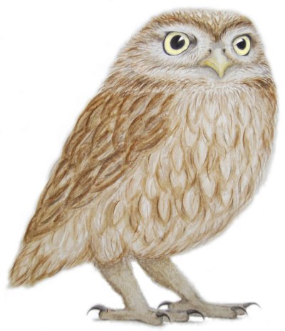 Little Owl, 2011 by Eleanor Grafton