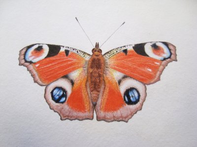 Peacock Butterfly, 2012 by Eleanor Grafton