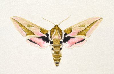 Spurge Hawk Moth, 2023 by Eleanor Grafton