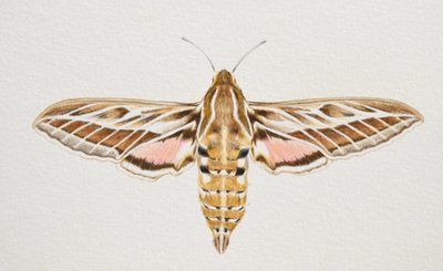 Striped Hawk Moth, 2023 by Eleanor Grafton