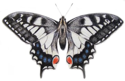 Swallowtail, 2012 by Eleanor Grafton