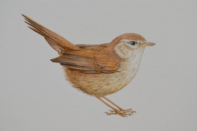 Warbler, 2023 by Eleanor Grafton