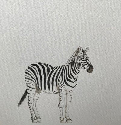 Zebra, 2018 by Eleanor Grafton