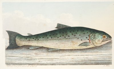 Salmon Trout from Berwick on Tweed, from A Treatise on Fish and Fish-ponds, pub.1832 by Eleazar Albin