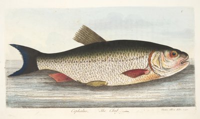 The Chub, from A Treatise on Fish and Fish-ponds, pub.1832 by Eleazar Albin