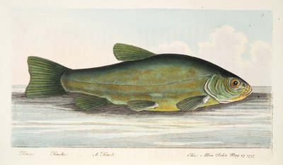 The Tench, from A Treatise on Fish and Fish-ponds, pub.1832 by Eleazar Albin