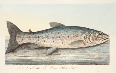 The Trout, from A Treatise on Fish and Fish-ponds, pub.1832 by Eleazar Albin