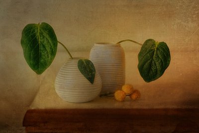 Quiet Botanical Arrangement by Elena Arjona