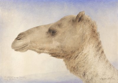 Portrait of the Artists Dromedary, 1862 by Elijah Walton