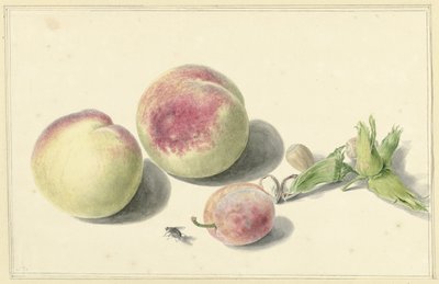 Peaches, Nuts, a Plum and a Fly by Elisabeth Geertruida van de Kasteele