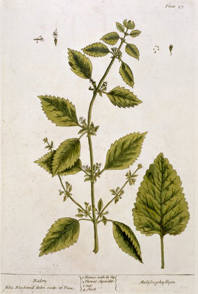 Balm, plate 27 from 