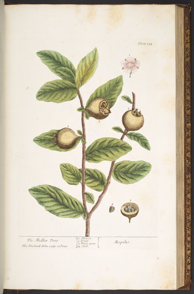 Plate 154, from 