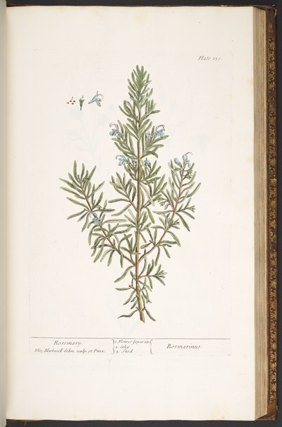 Plate 159, from 