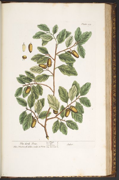 Plate 193, from 