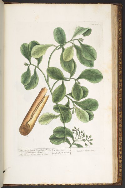 Plate 206, from 
