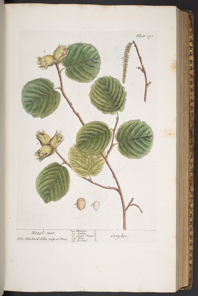 Plate 293, from 