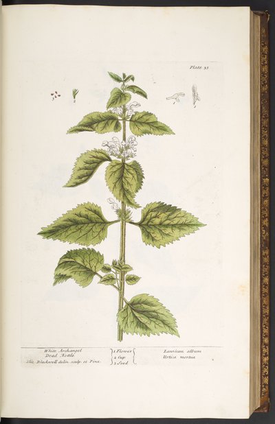 Plate 33, White Archangel Dead Nettle, from 