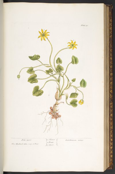 Plate 51, Pile-Wort, from 