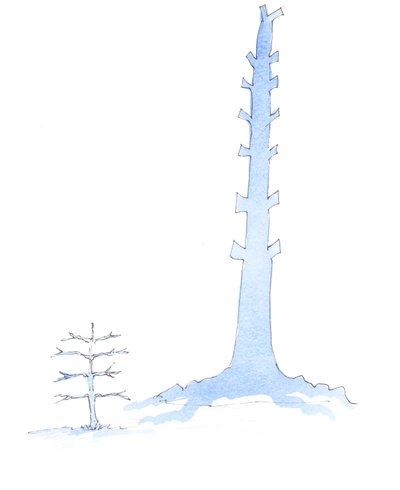 The Church has grown, as a giant oak grows from a sapling by Elizabeth Wang