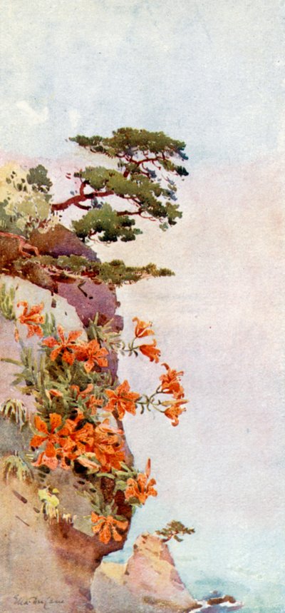 Lilies on the Rocks, Atami by Ella Du Cane