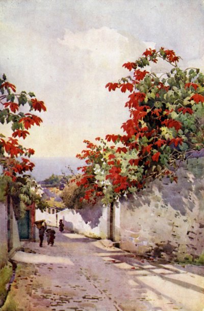 Poinsettia on the Mount Road by Ella Du Cane