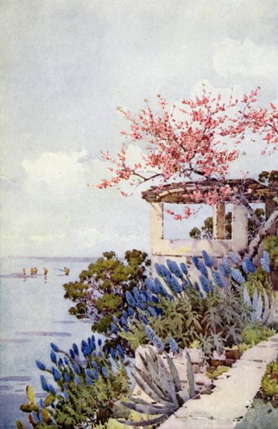 Pride of Madeira and Peach Blossom by Ella Du Cane