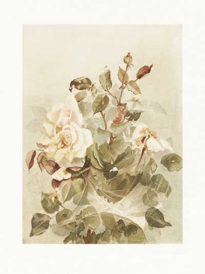 Pink Roses Seen Through Early Morning Dew by Ellen Thayer Fisher